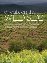 Peter Richards MW on Chile for Imbibe