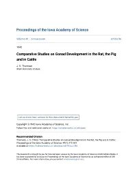 Comparative Studies on Gonad Development in the Rat, the Pig and in Cattle