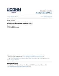 KCNQ2 Localization in the Brainstem