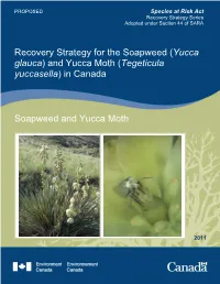 Soapweed (Yucca Glauca) and Yucca Moth (Tegeticula Yuccasella) in Canada