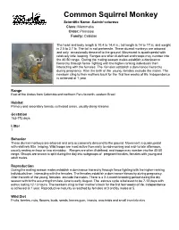 Common Squirrel Monkey Scientific Name: Saimiri Sciureus