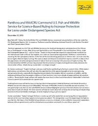 Panthera and Wildcru Commend U.S. Fish and Wildlife Service for Science-Based Ruling to Increase Protection for Lions Under Endangered Species Act