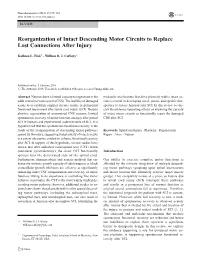 Reorganization of Intact Descending Motor Circuits to Replace Lost Connections After Injury