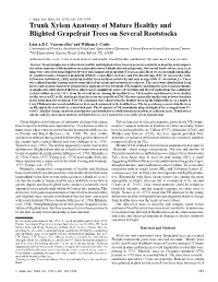 Trunk Xylem Anatomy of Mature Healthy and Blighted Grapefruit Trees on Several Rootstocks