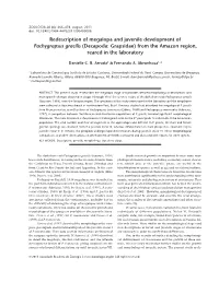 Redescription of Megalopa and Juvenile Development of Pachygrapsus Gracilis (Decapoda: Grapsidae) from the Amazon Region, Reared in the Laboratory