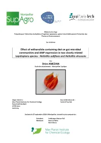 Effect of Withanolide-Containing Diet on Gut Microbial Communities and AMP Expression in Two Closely Related Lepidoptera Speci