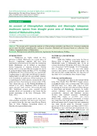 An Account of Chlorophyllum Molybdites and Macrocybe