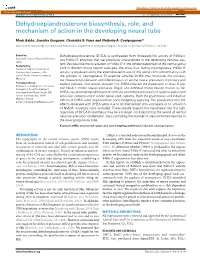 Dehydroepiandrosterone Biosynthesis, Role, and Mechanism of Action in the Developing Neural Tube