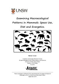 Examining Macroecological Patterns in Mammals: Space Use, Diet and Energetics