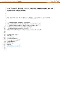 The Gibbon's Achilles Tendon Revisited
