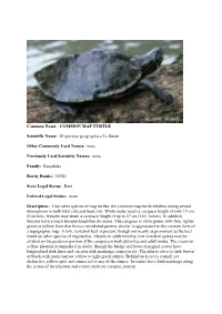 COMMON MAP TURTLE Scientific Name: Graptemys Geographica Le