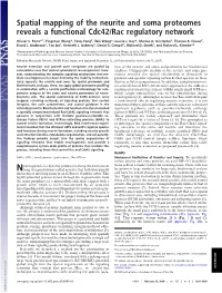 Spatial Mapping of the Neurite and Soma Proteomes Reveals a Functional Cdc42/Rac Regulatory Network