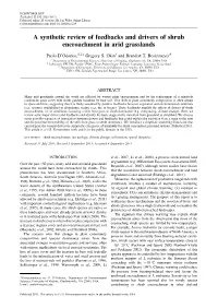 A Synthetic Review of Feedbacks and Drivers of Shrub Encroachment in Arid Grasslands