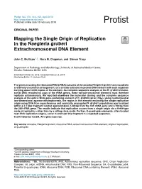 Mapping the Single Origin of Replication in the Naegleria Gruberi