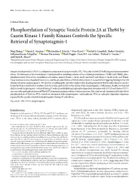Phosphorylation of Synaptic Vesicle Protein 2A at Thr84 by Casein Kinase 1 Family Kinases Controls the Specific Retrieval of Synaptotagmin-1