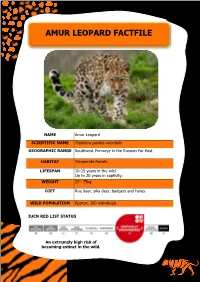 Amur Leopard Fact File