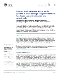 Kinesin Kip2 Enhances Microtubule Growth in Vitro Through Length