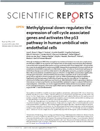 Methylglyoxal Down-Regulates the Expression of Cell Cycle Associated