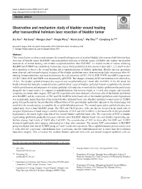 Observation and Mechanism Study of Bladder Wound Healing After Transurethral Holmium Laser Resection of Bladder Tumor