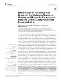 Identification of Functional Cell Groups in the Abducens Nucleus Of