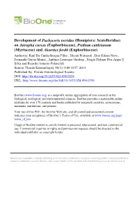 Development of Pachycoris Torridus (Hemiptera: Scutelleridae) On