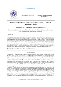 A Survey of Mycoflora of Garlic Cloves (Allium Sativum L.) in Sokoto Metropolis, Nigeria
