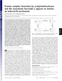 Protein Complex Formation by Acetylcholinesterase and the Neurotoxin Fasciculin-2 Appears to Involve an Induced-Fit Mechanism