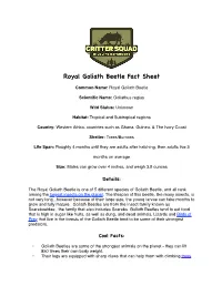 Royal Goliath Beetle Fact Sheet