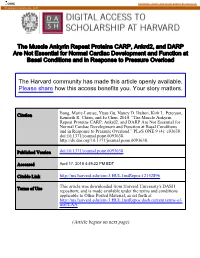 The Muscle Ankyrin Repeat Proteins CARP, Ankrd2, and DARP Are Not Essential for Normal Cardiac Development and Function at Basal