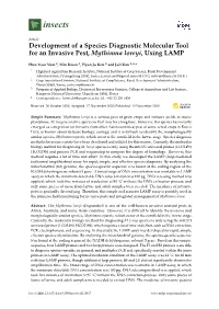 Development of a Species Diagnostic Molecular Tool for an Invasive Pest, Mythimna Loreyi, Using LAMP