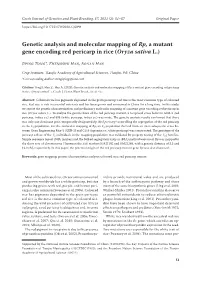 Genetic Analysis and Molecular Mapping of Rp, a Mutant Gene Encoding Red Pericarp in Rice (Oryza Sativa L.)