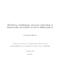 Evolution, Morphology, and Gene Expression of Functionally Specialized Zooids in Siphonophora