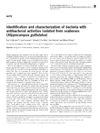 Identification and Characterization of Bacteria with Antibacterial Activities Isolated from Seahorses (Hippocampus Guttulatus)