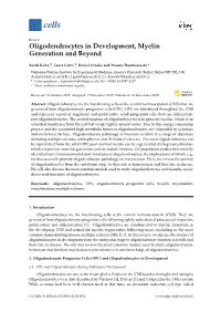 Oligodendrocytes in Development, Myelin Generation and Beyond