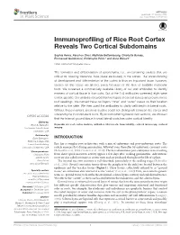 Immunoprofiling of Rice Root Cortex Reveals Two Cortical Subdomains