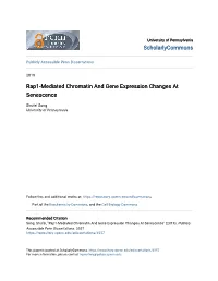 Rap1-Mediated Chromatin and Gene Expression Changes at Senescence