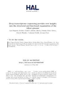 Deep Transcriptome Sequencing Provides New Insights Into The