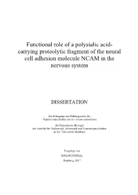 Functional Role of a Polysialic Acid- Carrying Proteolytic Fragment of the Neural Cell Adhesion Molecule NCAM in the Nervous System