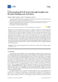 Understanding IGF-II Action Through Insights Into Receptor Binding and Activation