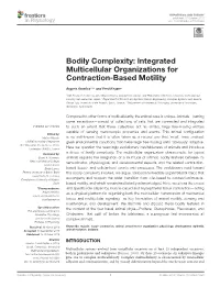 Bodily Complexity: Integrated Multicellular Organizations for Contraction-Based Motility