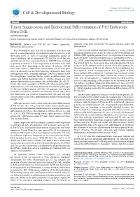 Tumor Suppressors and Endodermal Differentiation of P19 Embryonic
