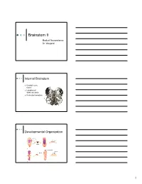 Brainstem II