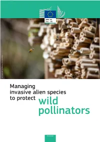 MANAGING INVASIVE ALIEN SPECIES to PROTECT WILD POLLINATORS Osmia Bicornis © Lcrms/Shutterstock.Com