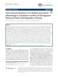 Intra-Annual Dynamics of Cambial and Xylem Phenology in Subalpine