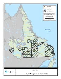 Moose Management Areas in Labrador !