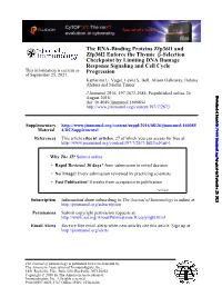 The RNA-Binding Proteins Zfp36l1 and Zfp36l2 Enforce the Thymic Β