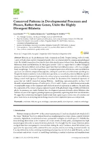 Conserved Patterns in Developmental Processes and Phases, Rather Than Genes, Unite the Highly Divergent Bilateria