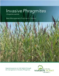 Phragmites Best Management Practices: Improving Species at Risk Habitat Through Phragmites Management 1 Impacts of Phragmites