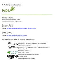 1. Padil Species Factsheet Scientific Name: Common Name Image