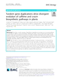 Tandem Gene Duplications Drive Divergent Evolution of Caffeine And